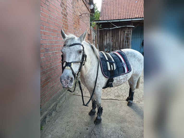 Welsh-B Mix Stute 25 Jahre 135 cm Braunfalbschimmel in Bleckede