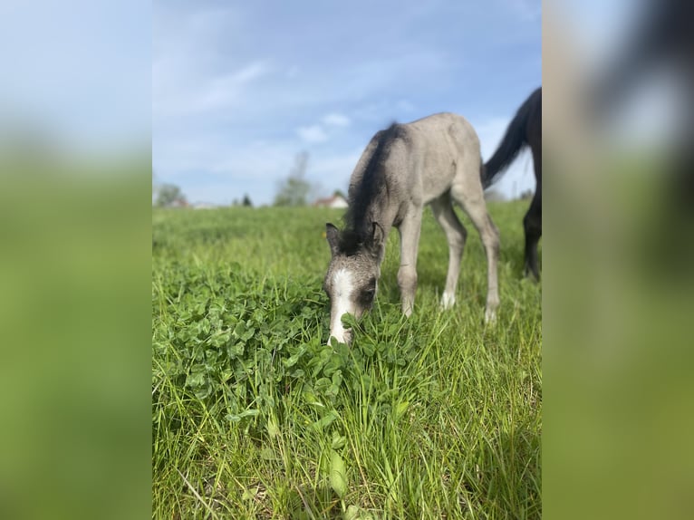 Welsh-B Mix Stute 2 Jahre 110 cm Buckskin in Bad Wurzach