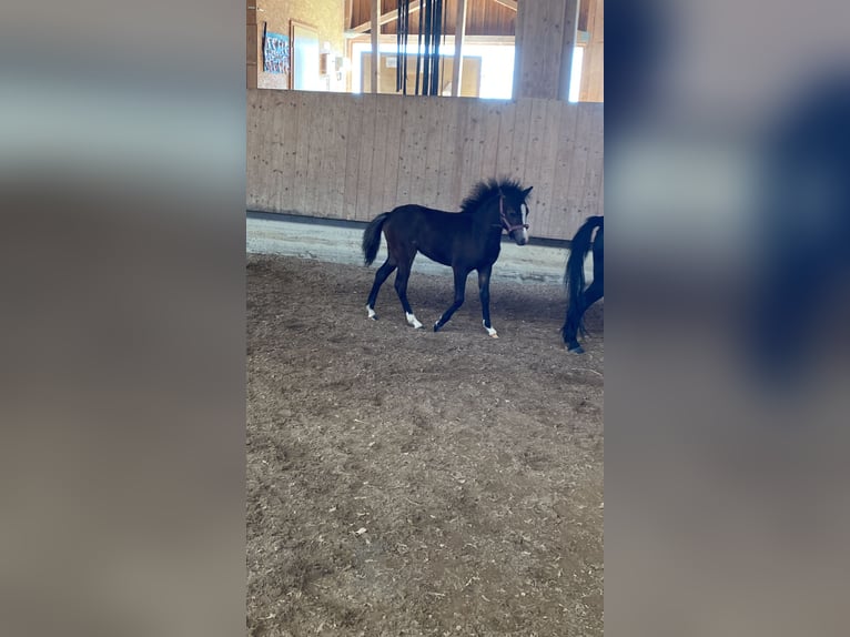 Welsh-B Mix Stute 2 Jahre 110 cm Buckskin in Bad Wurzach