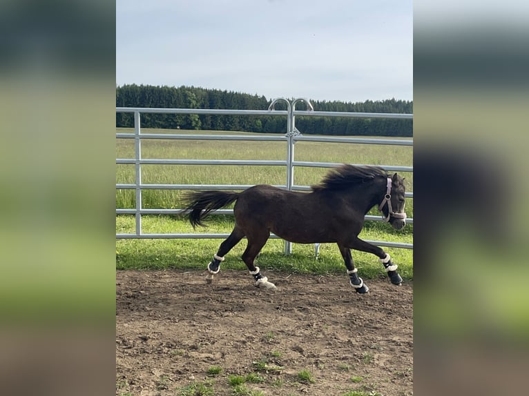 Welsh-B Mix Stute 2 Jahre 110 cm Buckskin in Bad Wurzach