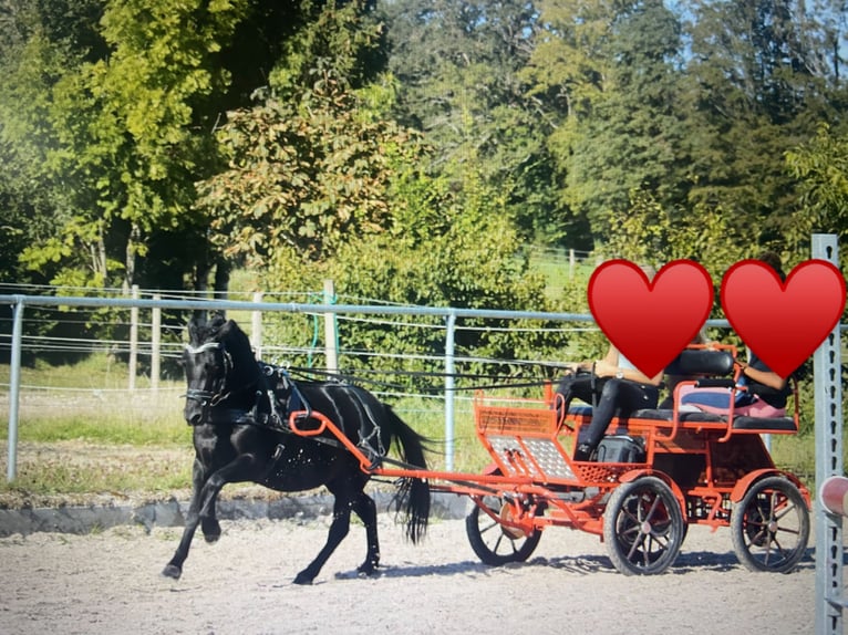 Welsh-B Mix Stute 2 Jahre 115 cm Buckskin in Bad Wurzach
