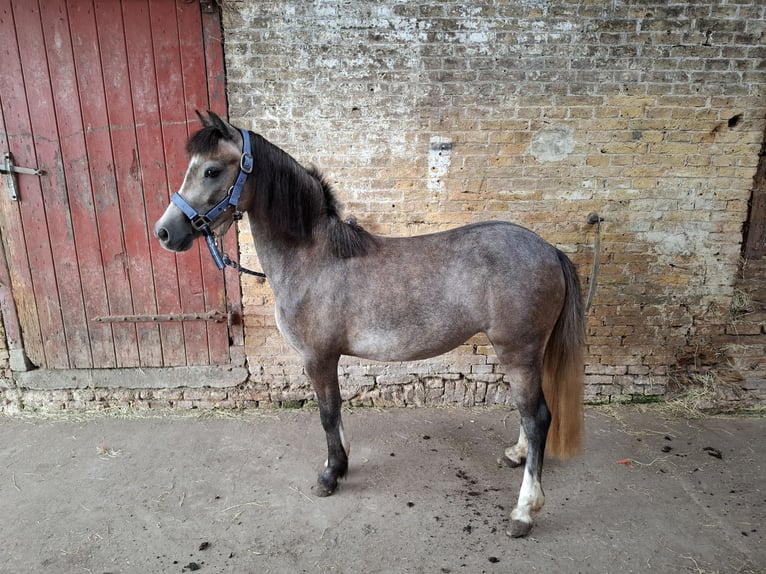 Welsh-B Stute 2 Jahre 118 cm Blauschimmel in Balk
