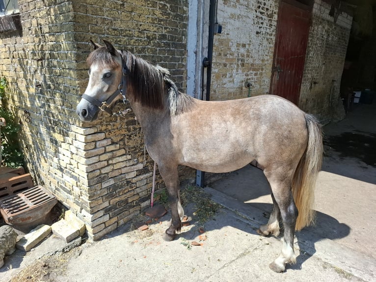 Welsh-B Stute 2 Jahre 118 cm Blauschimmel in Balk