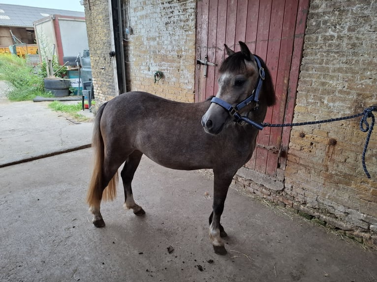 Welsh-B Stute 2 Jahre 118 cm Blauschimmel in Balk