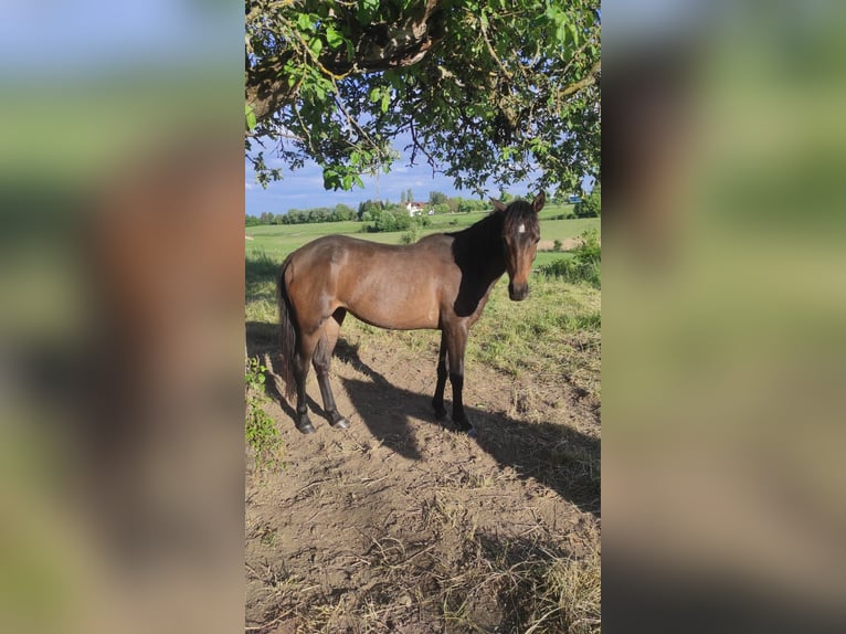 Welsh-B Mix Stute 2 Jahre 130 cm Dunkelbrauner in Messkirch