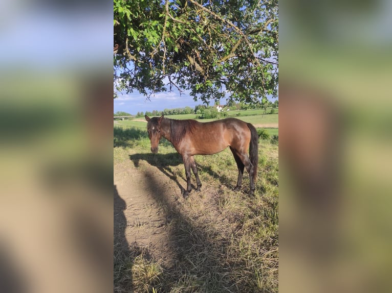 Welsh-B Mix Stute 2 Jahre 130 cm Dunkelbrauner in Messkirch