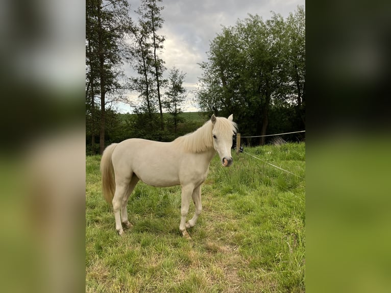 Welsh-B Stute 2 Jahre 130 cm Palomino in Bebra