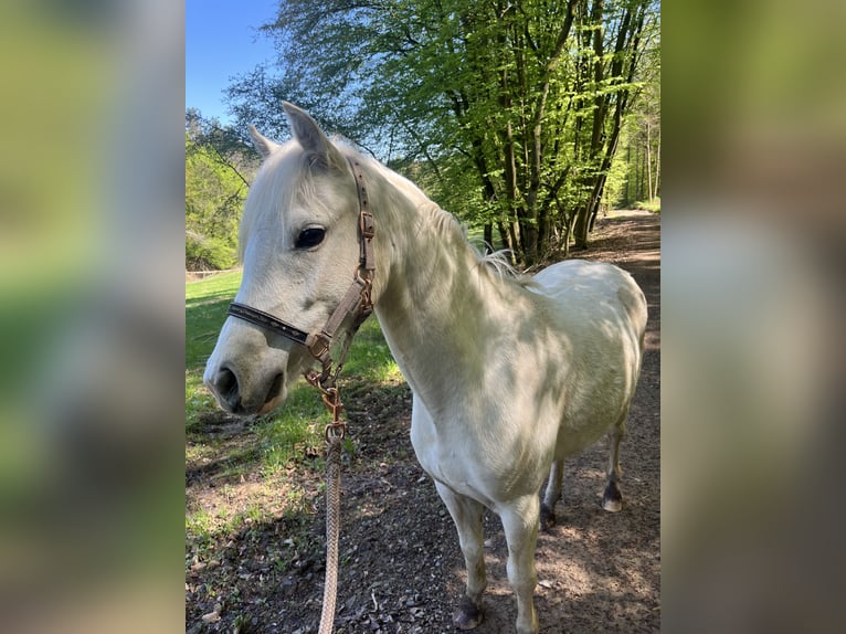 Welsh-B Stute 2 Jahre 130 cm Palomino in Bebra