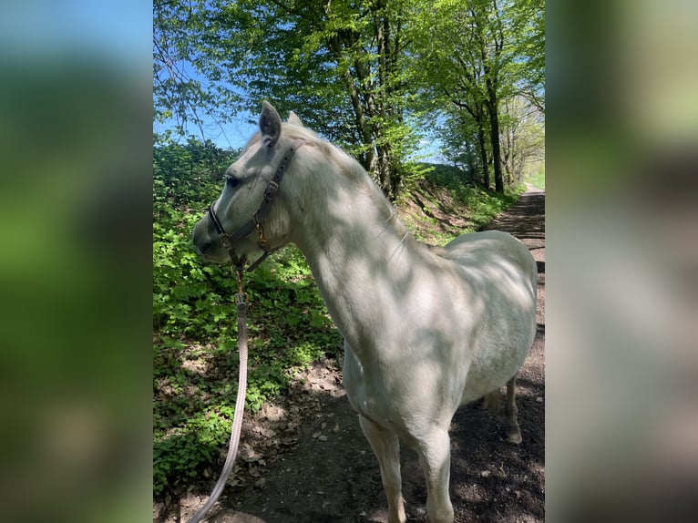 Welsh-B Stute 2 Jahre 130 cm Palomino in Bebra