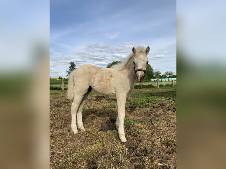 Welsh-B Stute 2 Jahre 130 cm Palomino in Bebra