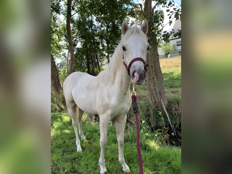 Welsh-B Stute 2 Jahre 130 cm Palomino in Bebra