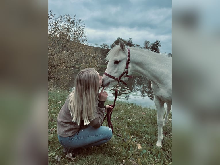 Welsh-B Stute 2 Jahre 130 cm Palomino in Bebra