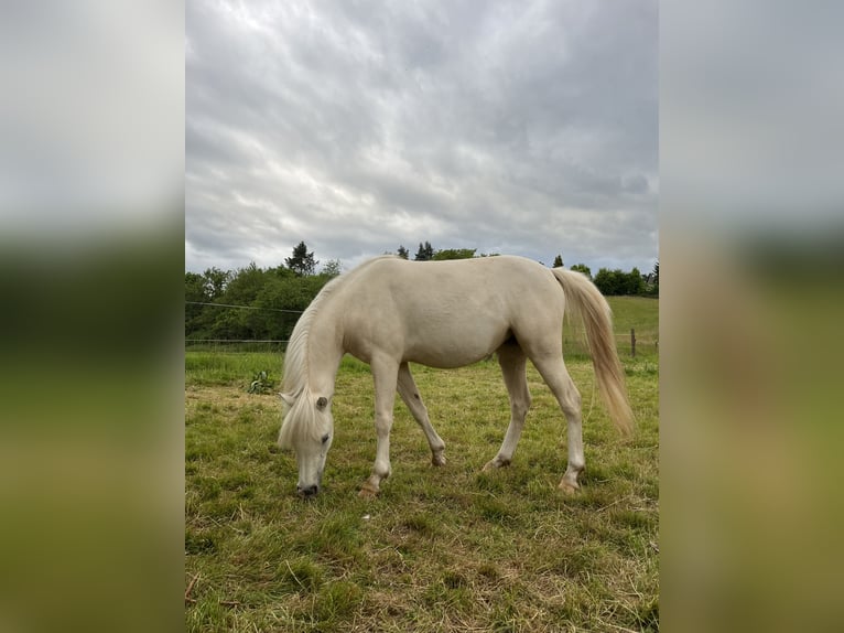 Welsh-B Stute 2 Jahre 130 cm Palomino in Bebra