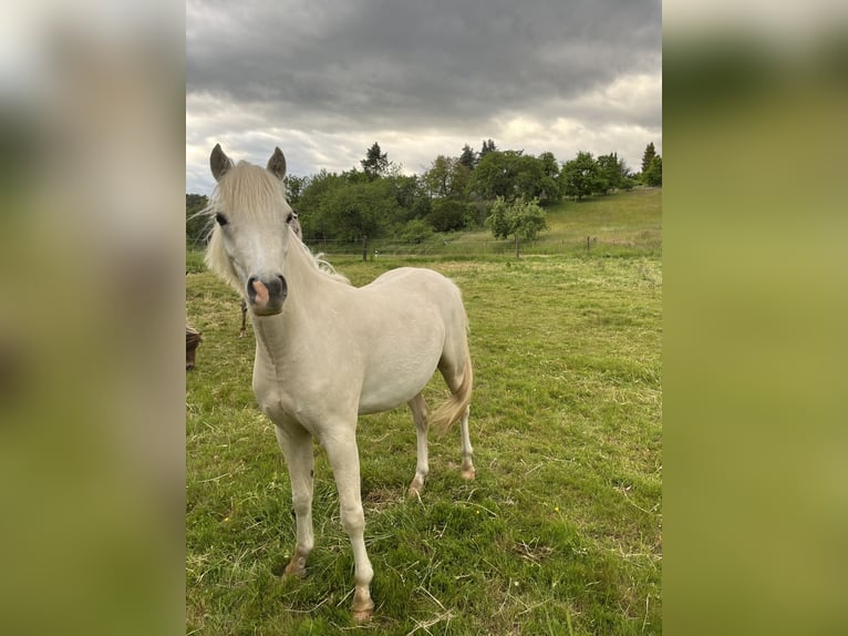 Welsh-B Stute 2 Jahre 130 cm Palomino in Bebra