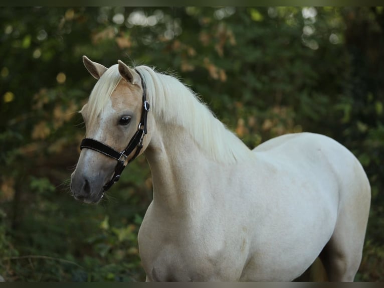Welsh-B Stute 2 Jahre 132 cm Palomino in Aalten