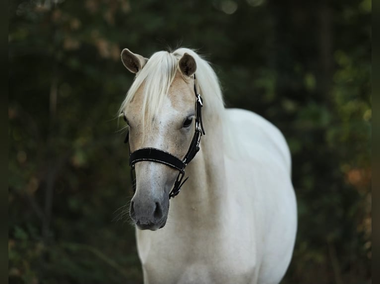 Welsh-B Stute 2 Jahre 132 cm Palomino in Aalten