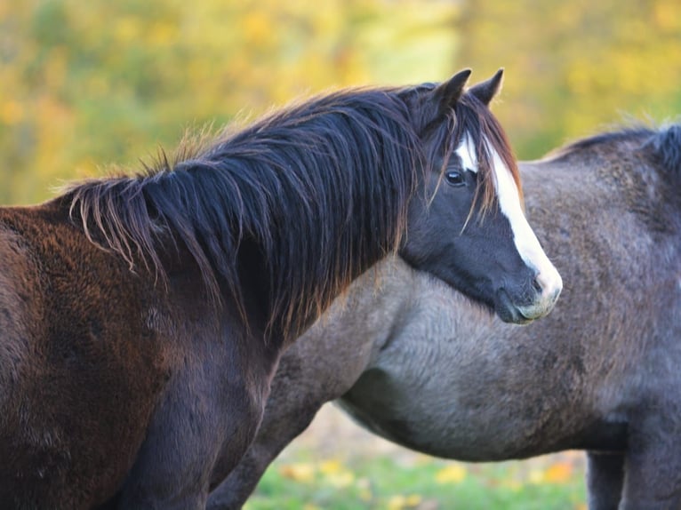 Welsh-B Stute 2 Jahre 135 cm Rappe in Rennertshofen