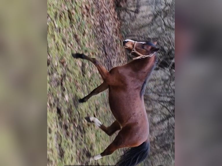 Welsh-B Stute 2 Jahre 136 cm Dunkelbrauner in Rotenburg an der Fulda