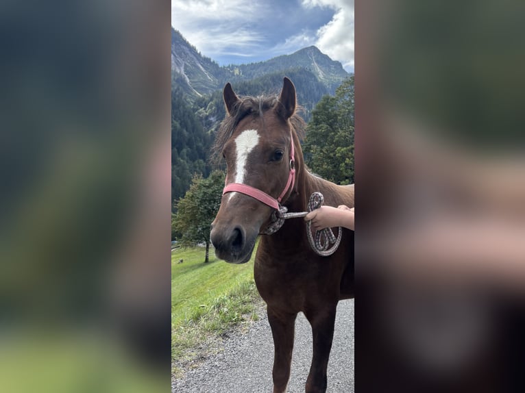 Welsh-B Stute 3 Jahre 125 cm Brauner in Raggal