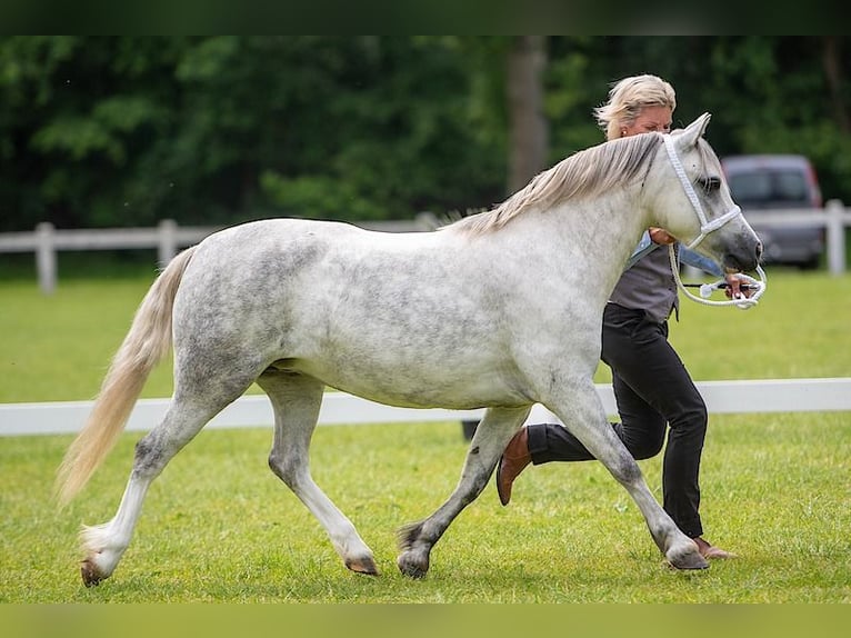 Welsh-B Stute 3 Jahre 125 cm Fuchs in Duffel