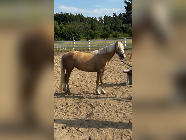Welsh-B Stute 3 Jahre 125 cm Palomino in Jakubów