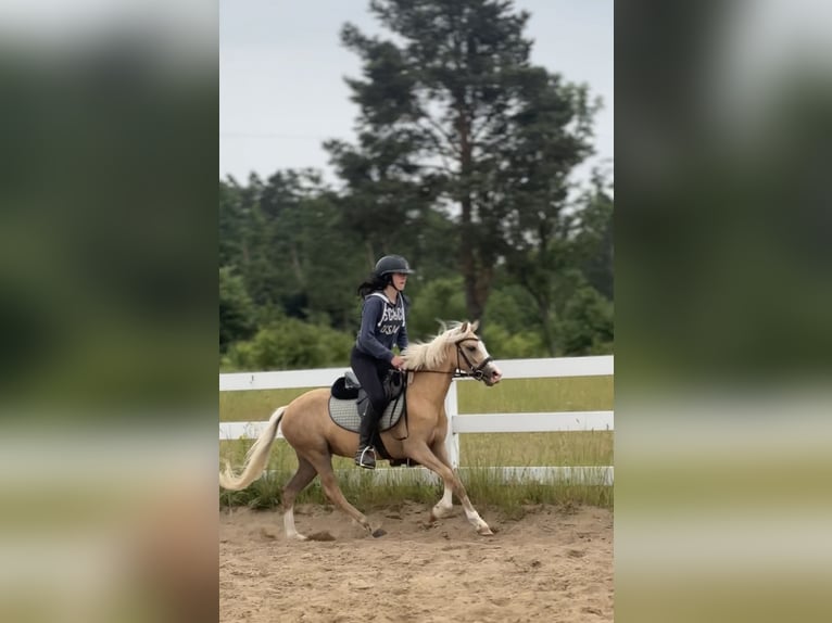 Welsh-B Stute 3 Jahre 125 cm Palomino in Jakubów
