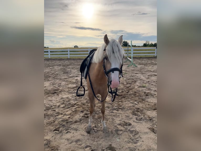 Welsh-B Stute 3 Jahre 125 cm Palomino in Jakubów