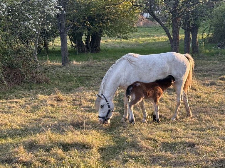 Welsh-B Mix Stute 3 Jahre 125 cm Schimmel in Grimma