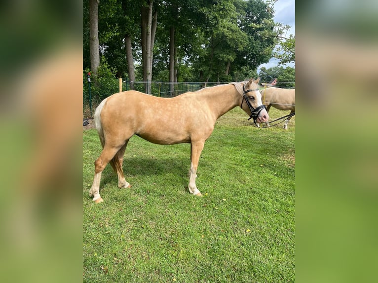 Welsh-B Stute 3 Jahre 127 cm Palomino in OstrhauderfehnOstrhauderfehn