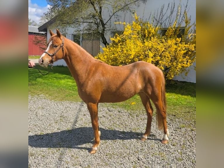 Welsh-B Stute 3 Jahre 132 cm Fuchs in Oggelshausen