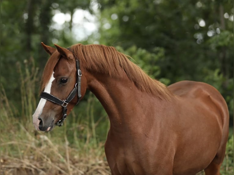 Welsh-B Stute 3 Jahre 132 cm Fuchs in Aalten