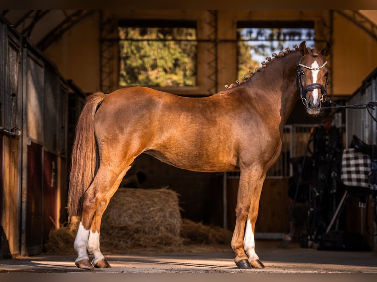 Welsh-B Stute 3 Jahre 132 cm Fuchs in Kowalew