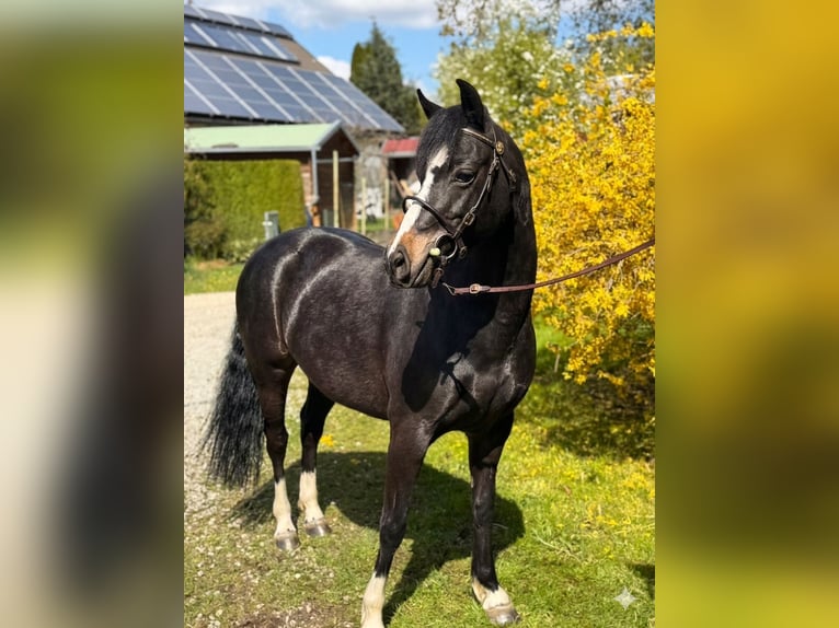 Welsh-B Stute 3 Jahre 132 cm Schwarzbrauner in Oggelshausen