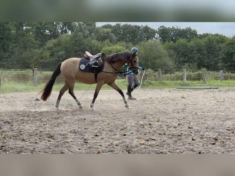 Welsh-B Stute 3 Jahre 133 cm Falbe in Emsdetten