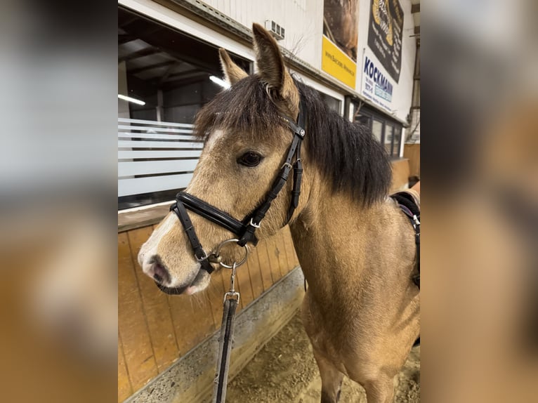 Welsh-B Stute 3 Jahre 133 cm Falbe in Emsdetten