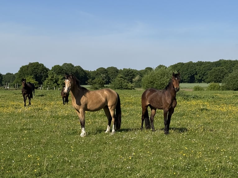 Welsh-B Stute 3 Jahre 133 cm Falbe in Emsdetten