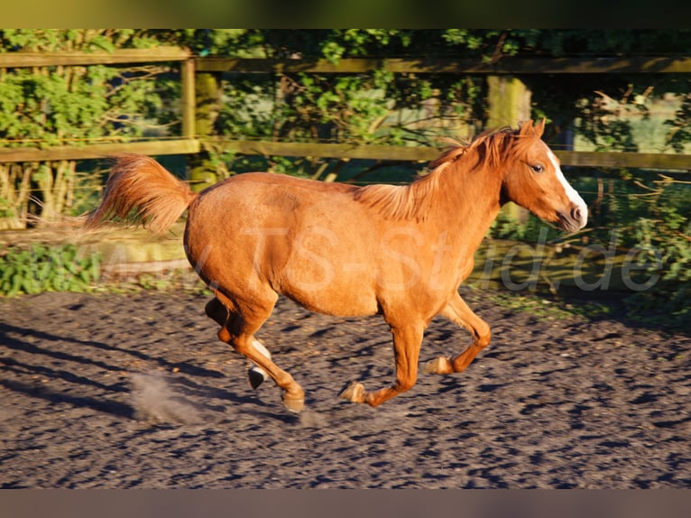 Welsh-B Stute 3 Jahre 133 cm Fuchs in Meerbusch