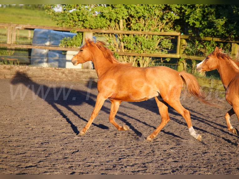 Welsh-B Stute 3 Jahre 133 cm Fuchs in Meerbusch