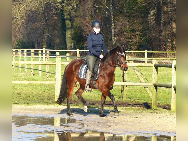 Welsh-B Mix Stute 3 Jahre 135 cm Brauner in Halle