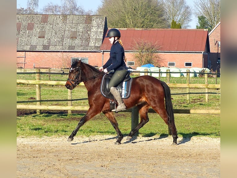 Welsh-B Mix Stute 3 Jahre 135 cm Brauner in Halle