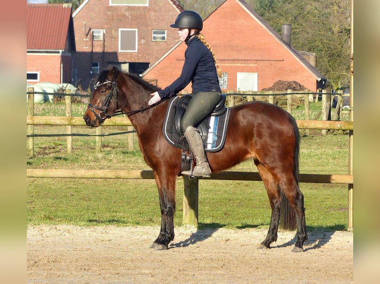 Welsh-B Mix Stute 3 Jahre 135 cm Brauner in Halle