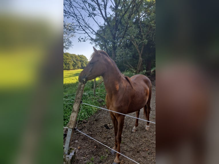 Welsh-B Mix Stute 3 Jahre 140 cm Fuchs in Wipperfürth