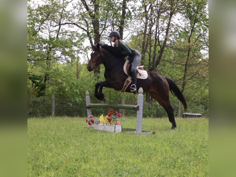 Welsh-B Mix Stute 3 Jahre Rotbrauner in Howell