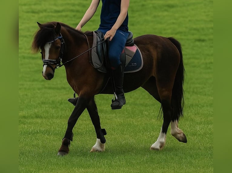 Welsh-B Stute 4 Jahre 121 cm Brauner in Helmond