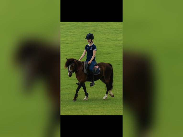 Welsh-B Stute 4 Jahre 121 cm Brauner in Helmond