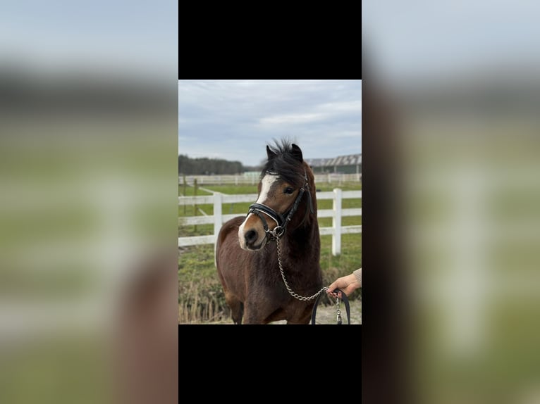Welsh-B Stute 4 Jahre 121 cm Brauner in Helmond