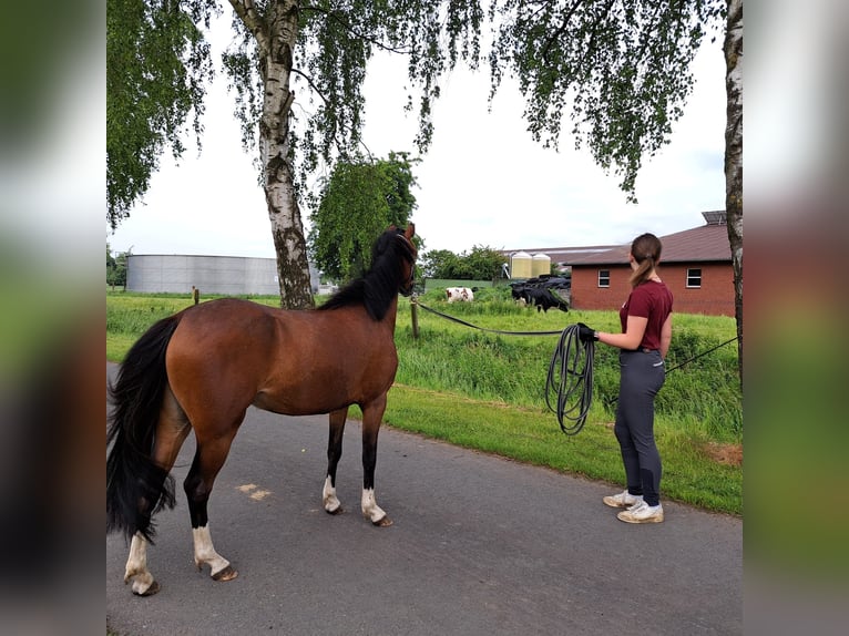 Welsh-B Stute 4 Jahre 125 cm Hellbrauner in Senden
