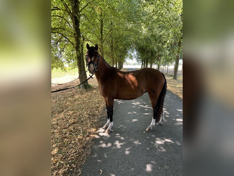 Welsh-B Stute 4 Jahre 125 cm Hellbrauner in Senden