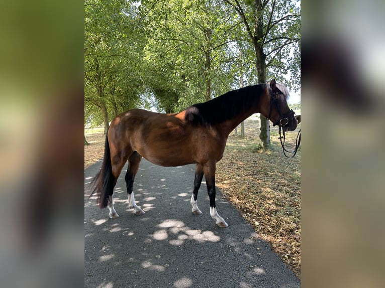 Welsh-B Stute 4 Jahre 125 cm Hellbrauner in Senden