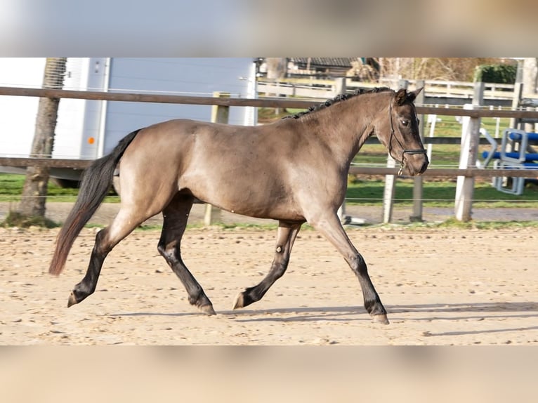 Welsh-B Stute 4 Jahre 125 cm Rappe in Barchem